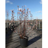 VIBURNUM BODNANTENSE DAWN En pot de 25-30 litres