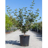 VIBURNUM CARLCEPHALUM En pot de 25-30 litres