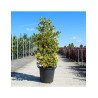 JUNIPERUS chinensis STRICTA En pot de 35-50 litres