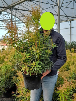 PIERIS japonica FOREST FLAME En pot de 10-12 litres
