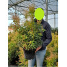 PIERIS japonica FOREST FLAME En pot de 10-12 litres