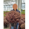 PITTOSPORUM tenuifolium TOM THUMB En pot de 15-20 litres