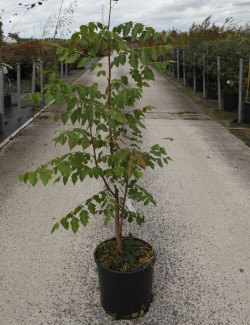 KOELREUTERIA paniculata En pot de 12-15 litres