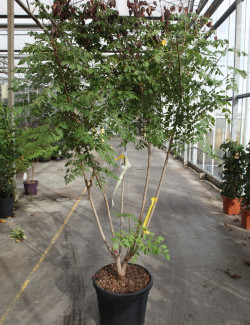 KOELREUTERIA paniculata En pot de 50-70 litres forme cépée