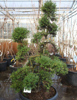 Bonsaï de jardin - ILEX crenata KINME