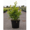 ITEA virginica HENRY'S GARNET En pot de 7-10 litres