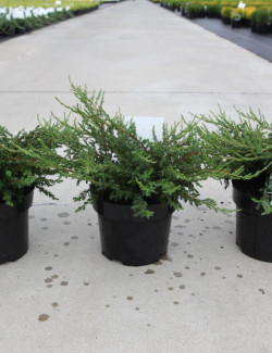 JUNIPERUS communis REPANDA En pot de 4-5 litres