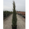 JUNIPERUS communis SENTINEL En pot de 15-20 litres