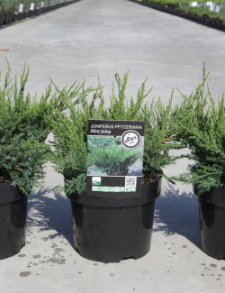 JUNIPERUS media MINT JULEP En pot de 4-5 litres