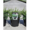 JUNIPERUS media MINT JULEP En pot de 4-5 litres