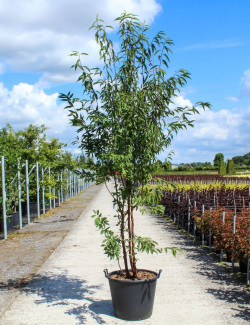 PRUNUS serrula En pot de 70-90 litres forme cépée