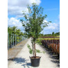 PRUNUS serrula En pot de 70-90 litres forme cépée