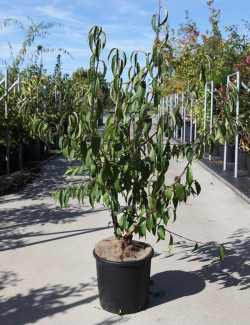 PRUNUS serrula En pot de 15-20 litres