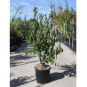 PRUNUS serrula En pot de 15-20 litres