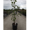 PRUNUS serrula AMBER SCOTS En pot de 12-15 litres