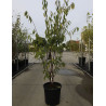 PRUNUS serrula AMBER SCOTS En pot de 25-30 litres