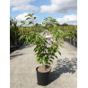 PRUNUS serrulata PINK PERFECTION En pot de 12-15 litres