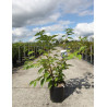 PRUNUS serrulata SHIMIDSU En pot de 12-15 litres