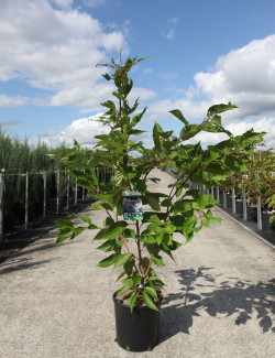 PRUNUS serrulata SHIROFUGEN En pot de 12-15 litres