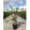 PRUNUS subhirtella FUKUBANA En pot de 10-12 litres