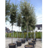 QUERCUS ilex En pot de 110-130 litres forme tige hauteur du tronc 180-200 cm