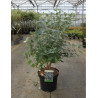 ZENOBIA pulverulenta BLUE SKY En pot de 7-10 litres