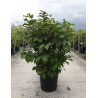 VIBURNUM plicatum OPENING DAY® En pot de 25-30 litres 