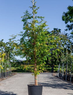 TAXODIUM distichum En pot de 15-20 litres