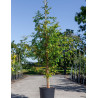 TAXODIUM distichum En pot de 15-20 litres