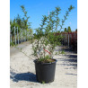 SOPHORA SUN KING En pot de 35-50 litres