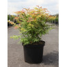 SORBARIA sorbifolia SEM En pot de 10-12 litres