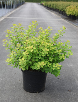 SPIRAEA betulifolia TOR GOLD En pot de 10-12 litres