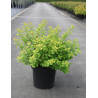 SPIRAEA betulifolia TOR GOLD En pot de 10-12 litres