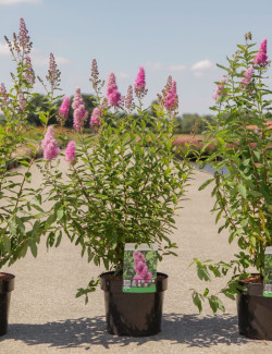 SPIRAEA BILLIARDII En pot de 4-5 litres