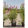 SPIRAEA BILLIARDII En pot de 4-5 litres