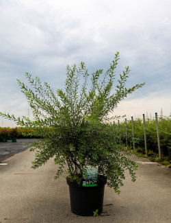 SPIRAEA cinerea GREFSHEIM En pot de 10-12 litres