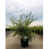 SPIRAEA cinerea GREFSHEIM En pot de 10-12 litres