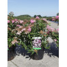 SPIRAEA japonica SHIROBANA En pot de 3-4 litres