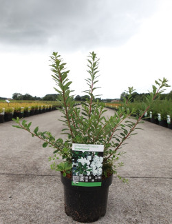 SPIRAEA nipponica SNOWMOUND En pot de 3-4 litres