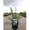 SPIRAEA nipponica SNOWMOUND En pot de 3-4 litres