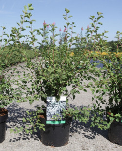 SPIRAEA vanhouttei En pot de 4-5 litres