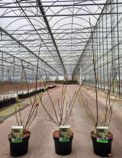 STACHYURUS chinensis CELINA En pot de 3-4 litres