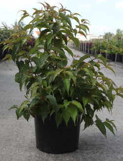 STACHYURUS chinensis CELINA En pot de 10-12 litres