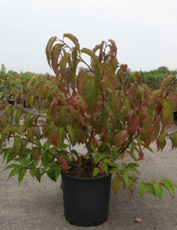 STACHYURUS chinensis CELINA En pot de 15-20 litres