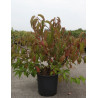 STACHYURUS chinensis CELINA En pot de 15-20 litres