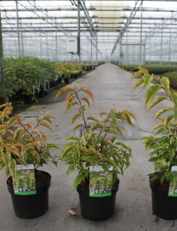 STACHYURUS chinensis JOY FOREVER En pot de 3-4 litres