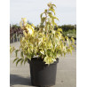 STACHYURUS chinensis JOY FOREVER En pot de 10-12 litres