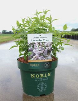DEUTZIA compacta LAVENDER TIME En pot de 3-4 litres