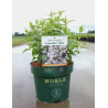 DEUTZIA compacta LAVENDER TIME En pot de 3-4 litres