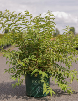 DEUTZIA compacta LAVENDER TIME En pot de 10-12 litres